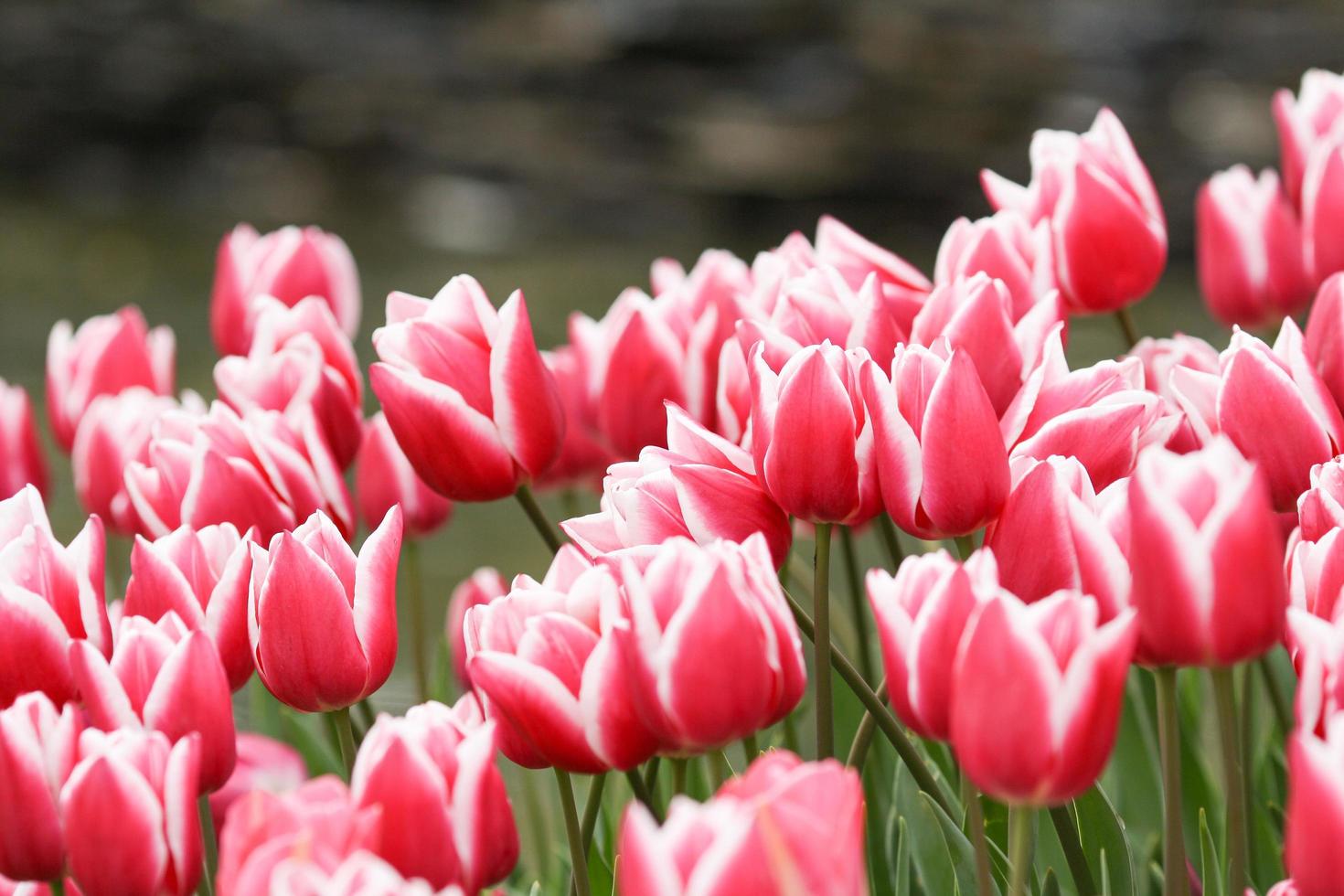 tulipas listradas cor de rosa no jardim foto