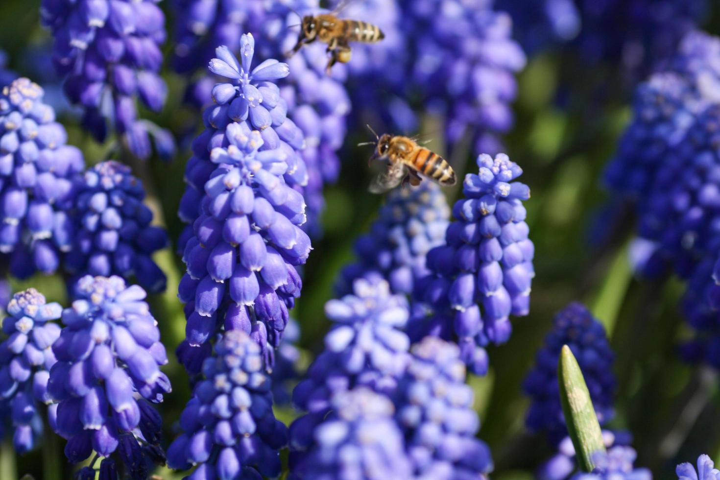 close-up de jacinto de uva azul e abelhas voando foto
