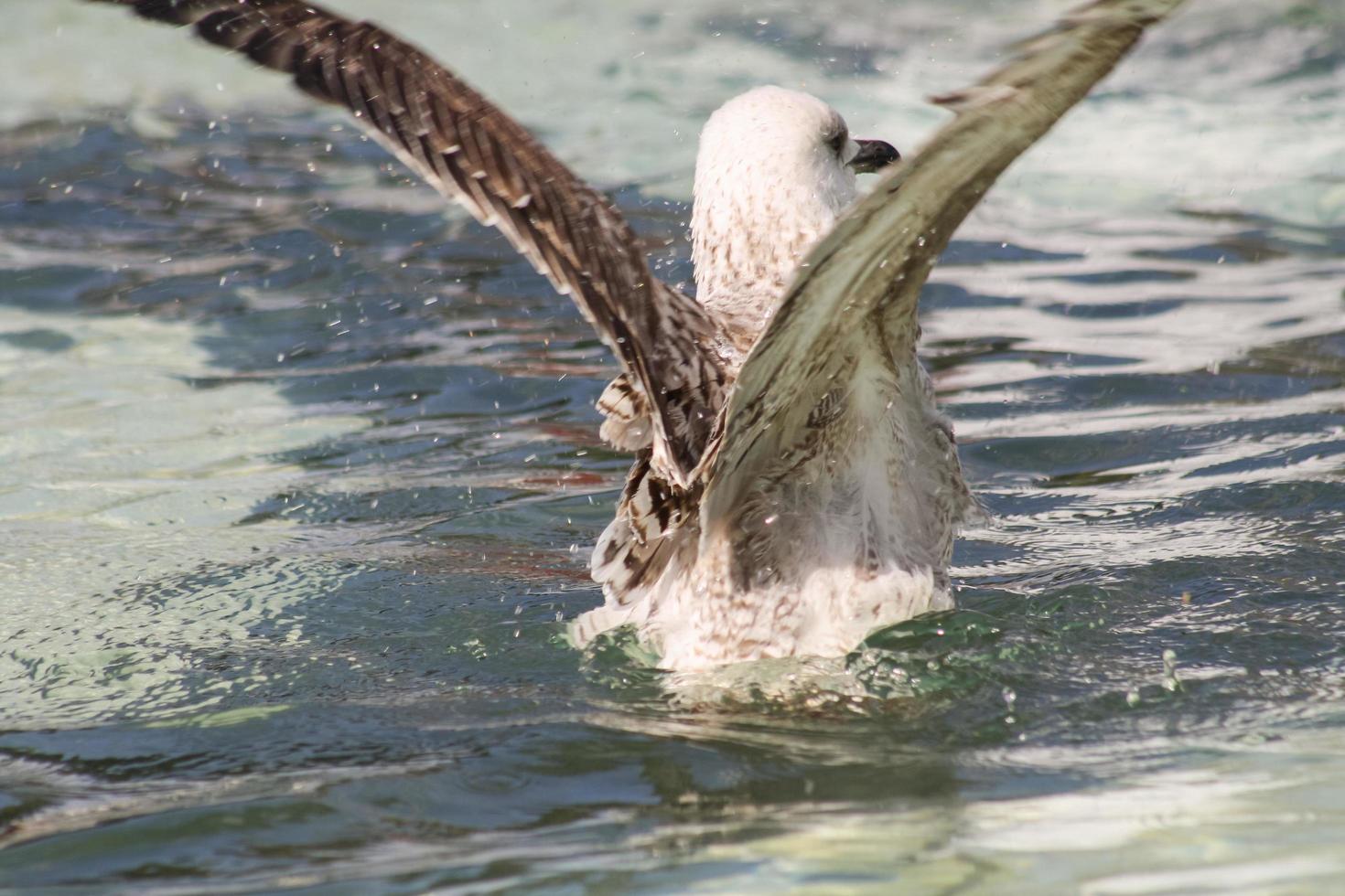 gaivota em voo na água foto