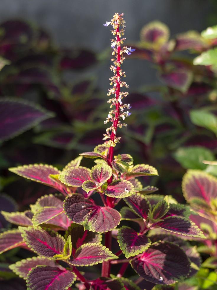 coleus atropurpureus benth é um arbusto com uma altura de até 1,5 m foto