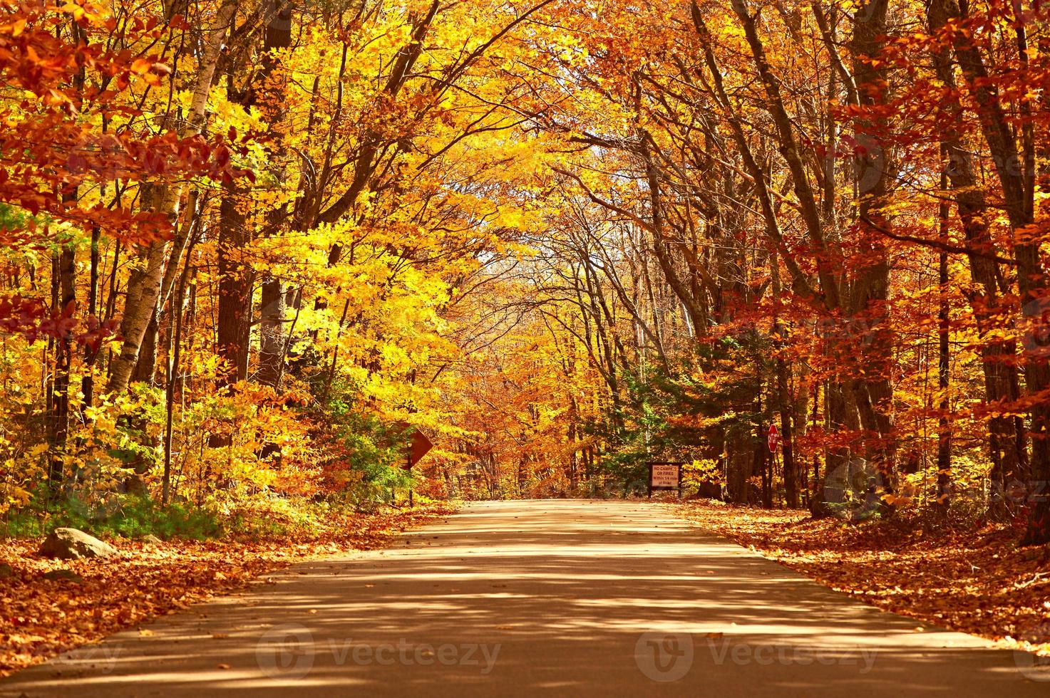 cena de outono com estrada foto