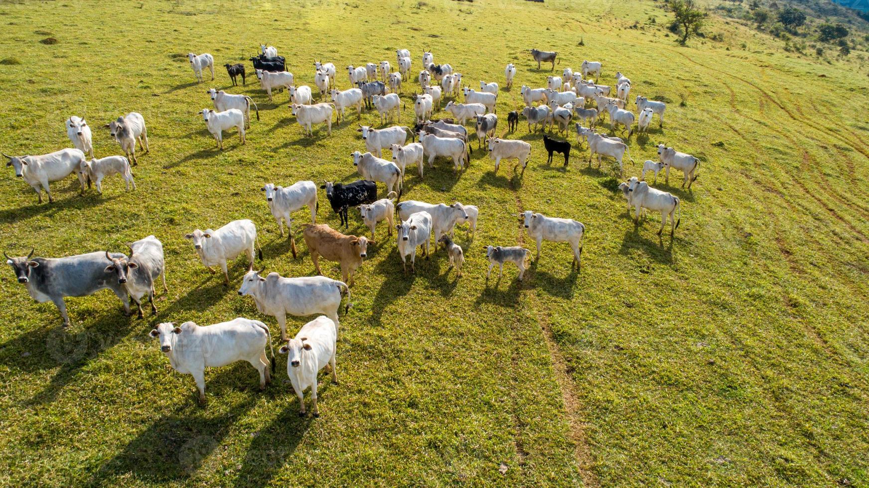 vista aérea do rebanho nelore cattel em pastagem verde no brasil foto