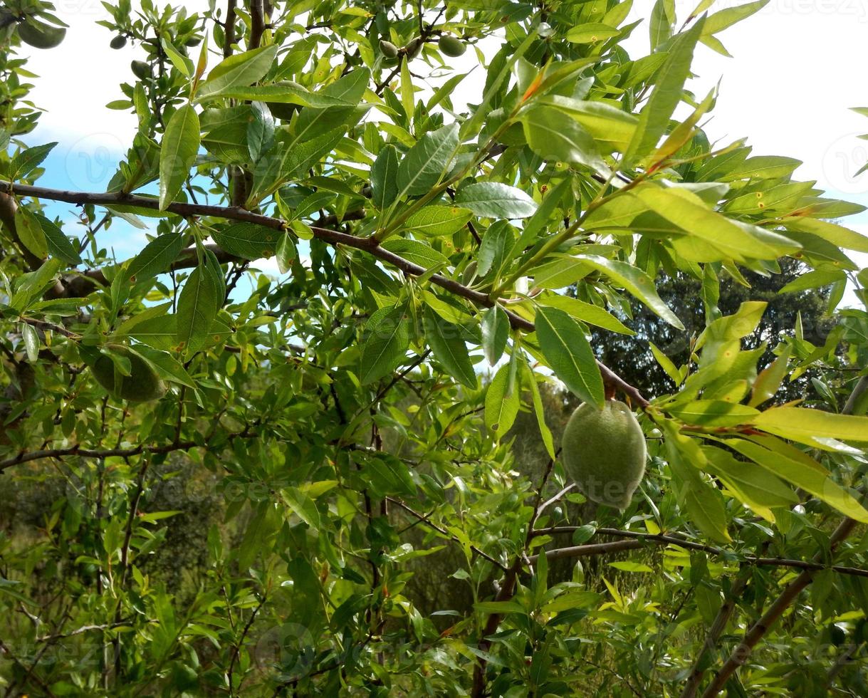 amêndoa verde na amendoeira foto