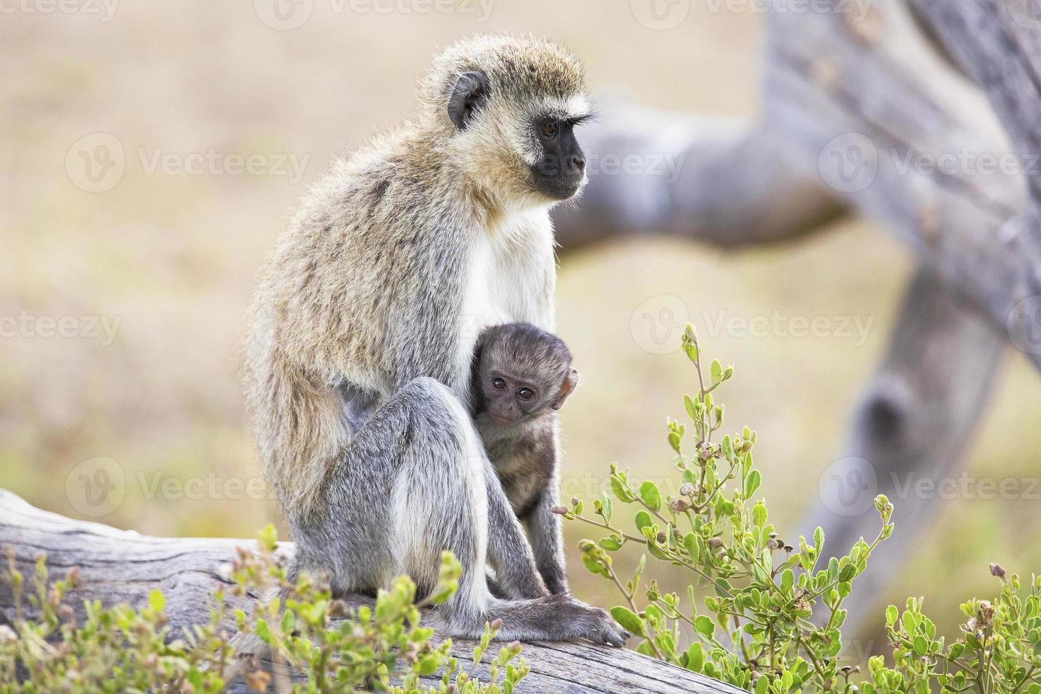 macaco africano e seu bebê senta-se juntos foto
