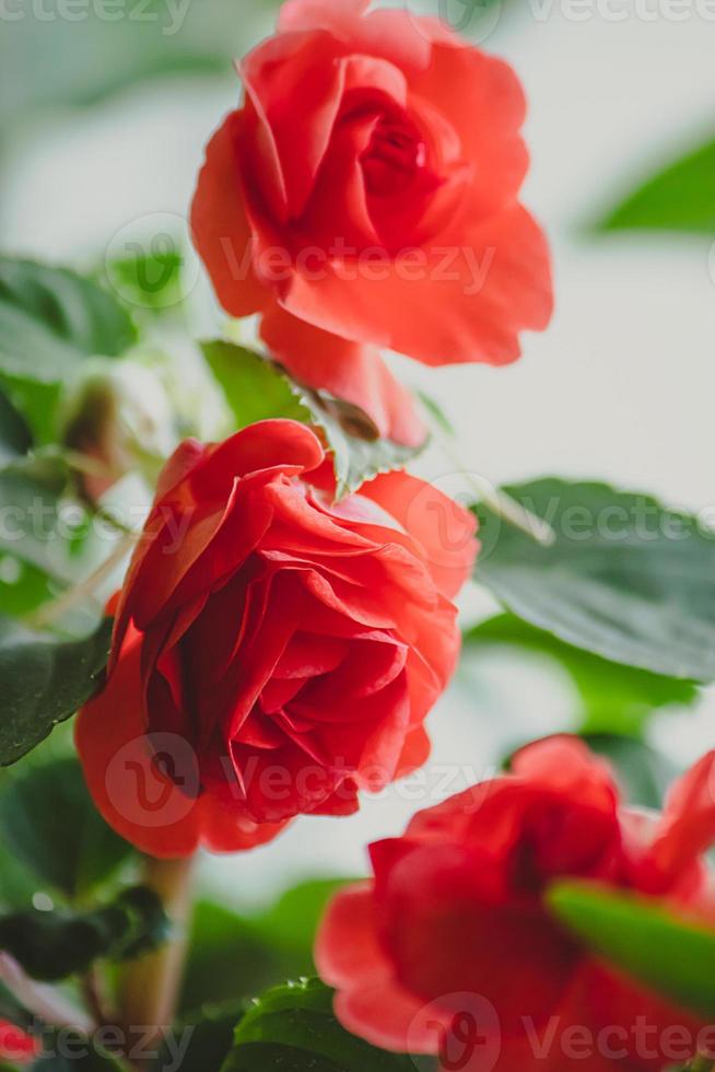 lindas rosas vermelhas. bálsamo de plantas em casa ou impatiens. flor desabrochando no jardim. foto