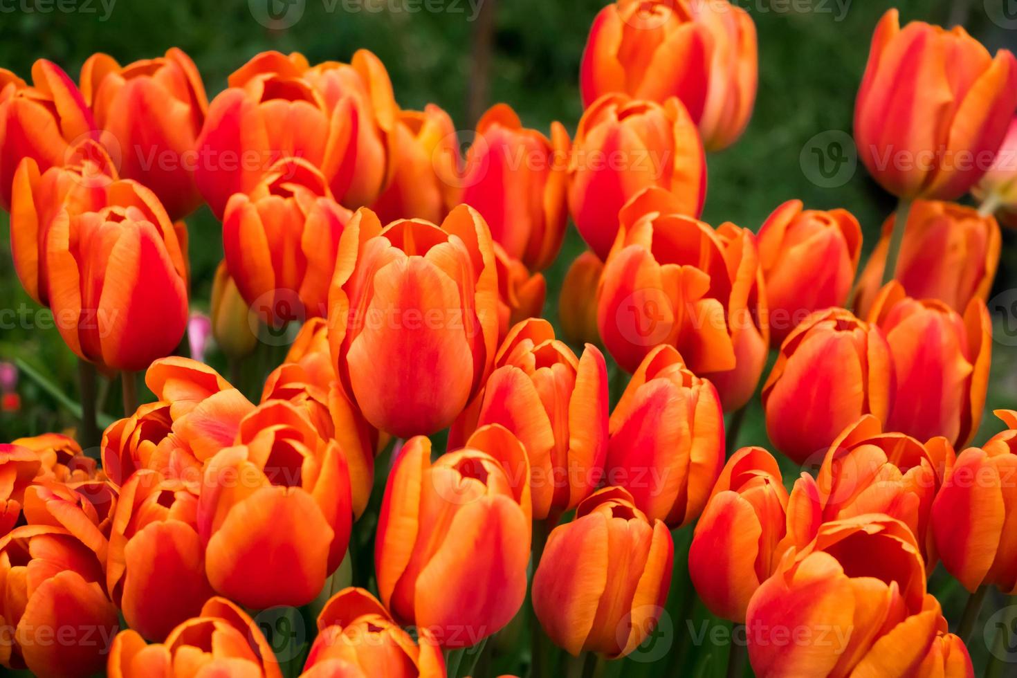 fundo de tulipas coloridas brilhantes. flores da primavera 7517598 Foto de  stock no Vecteezy