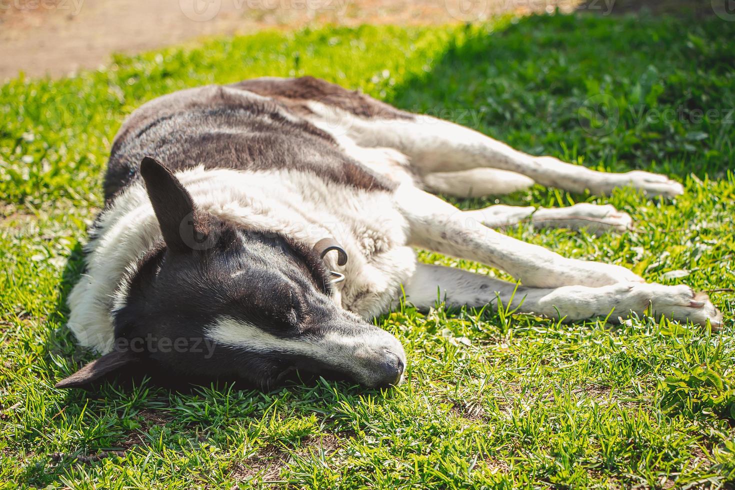 cão doméstico dorme na grama sob o sol da primavera. foto