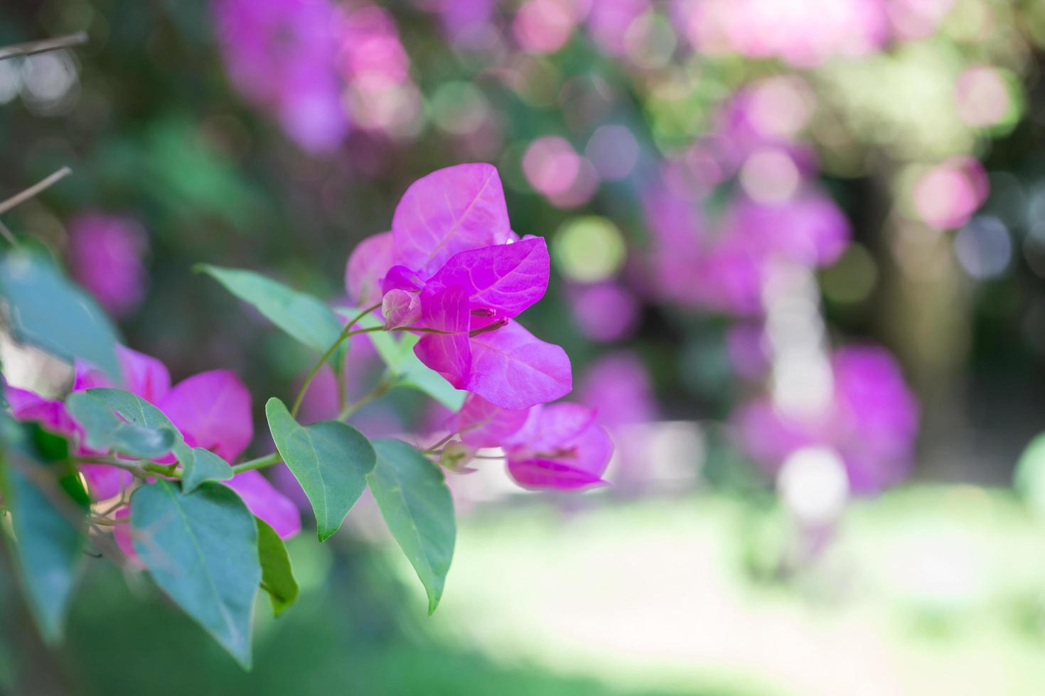 flores luz bokeh na natureza, tom pastel foto