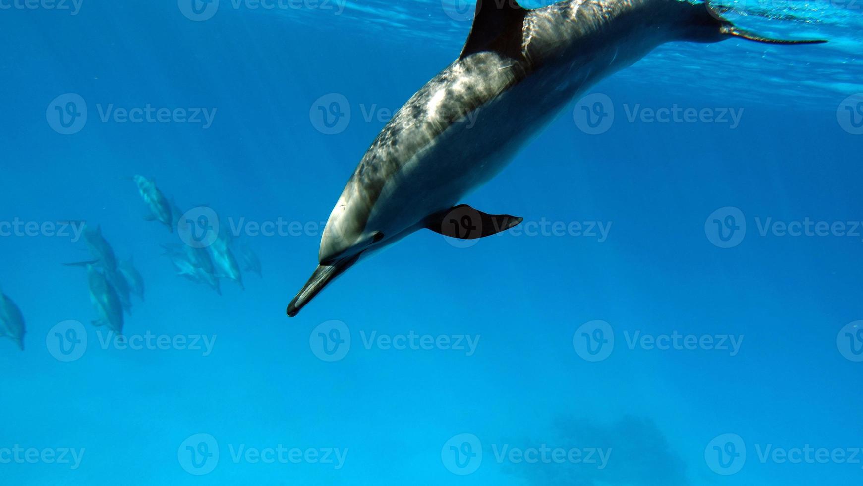 golfinhos. golfinho-rotador. stenella longirostris é um pequeno golfinho que vive em águas costeiras tropicais ao redor do mundo. foto