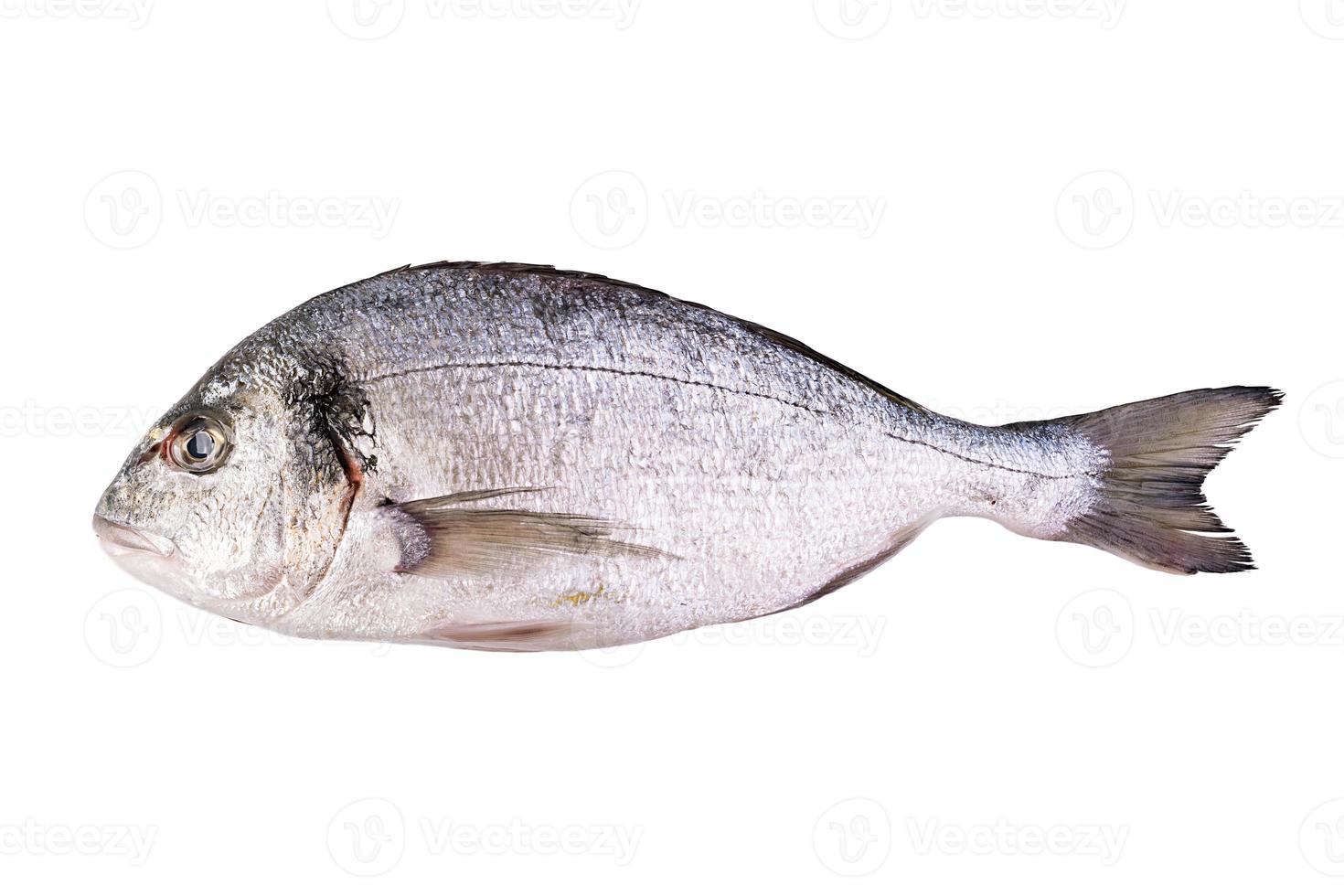 peixe fresco cru dorado isolado no fundo branco. brema de cabeça dourada foto