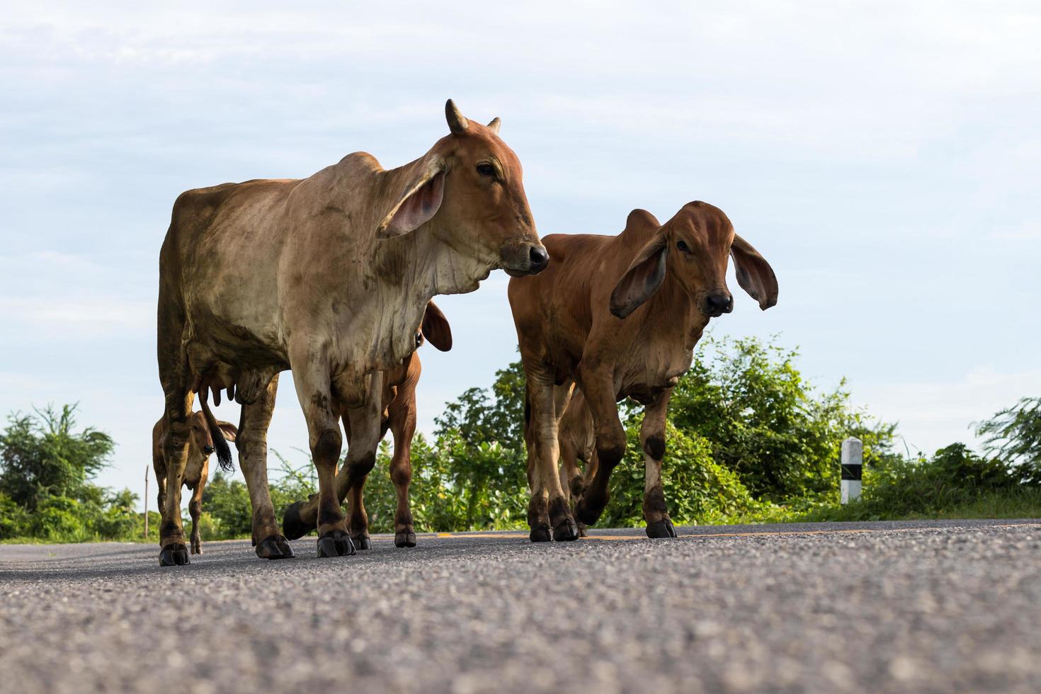 vacas de baixo ângulo na estrada. foto