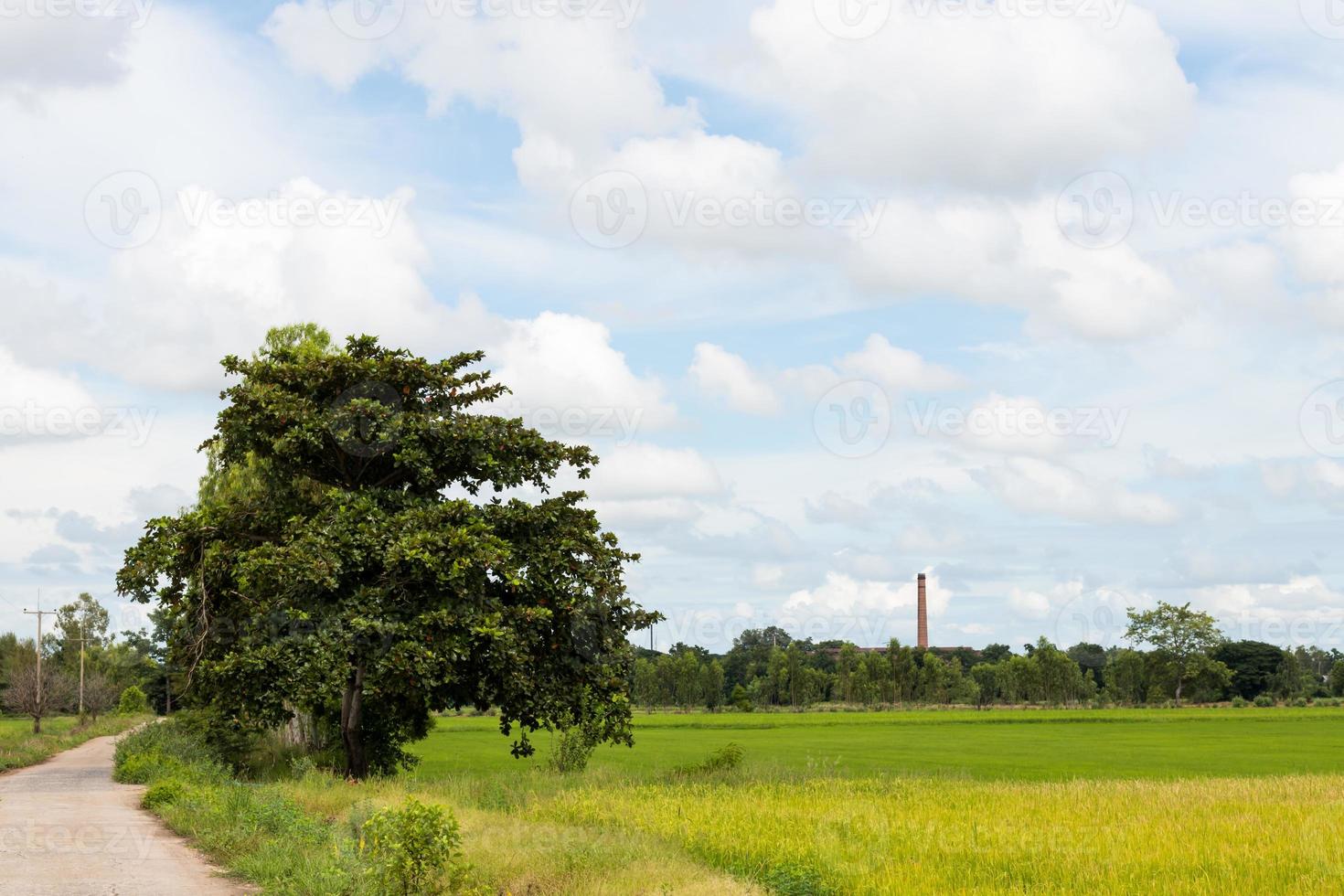 árvore solitária no campo de arroz. foto