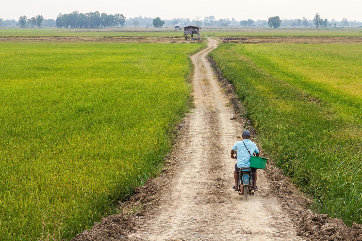 estrada de terra pelos campos de arroz. foto