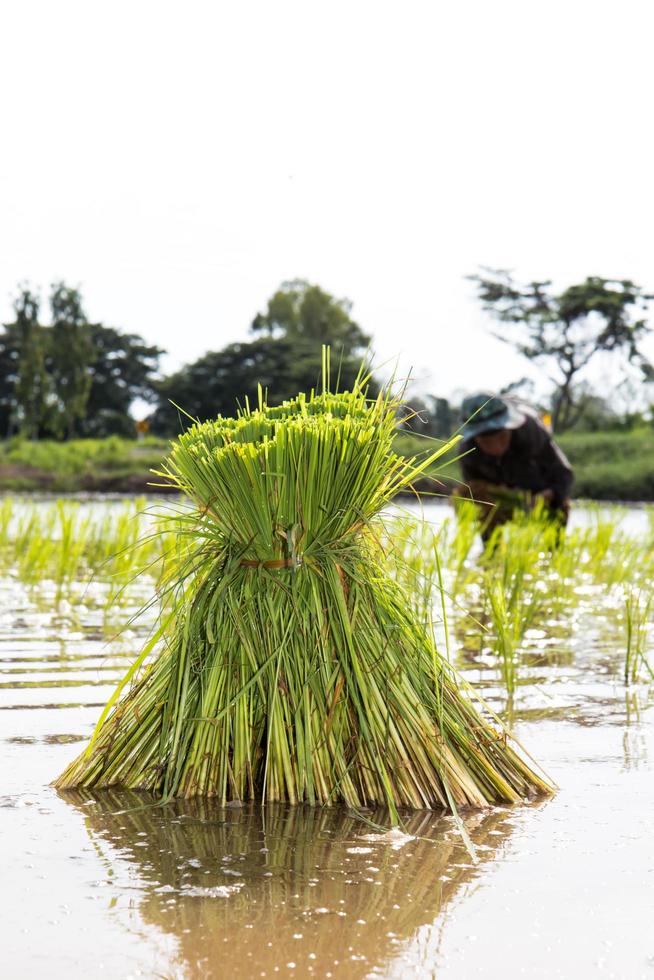 transplante de mudas de arroz. foto