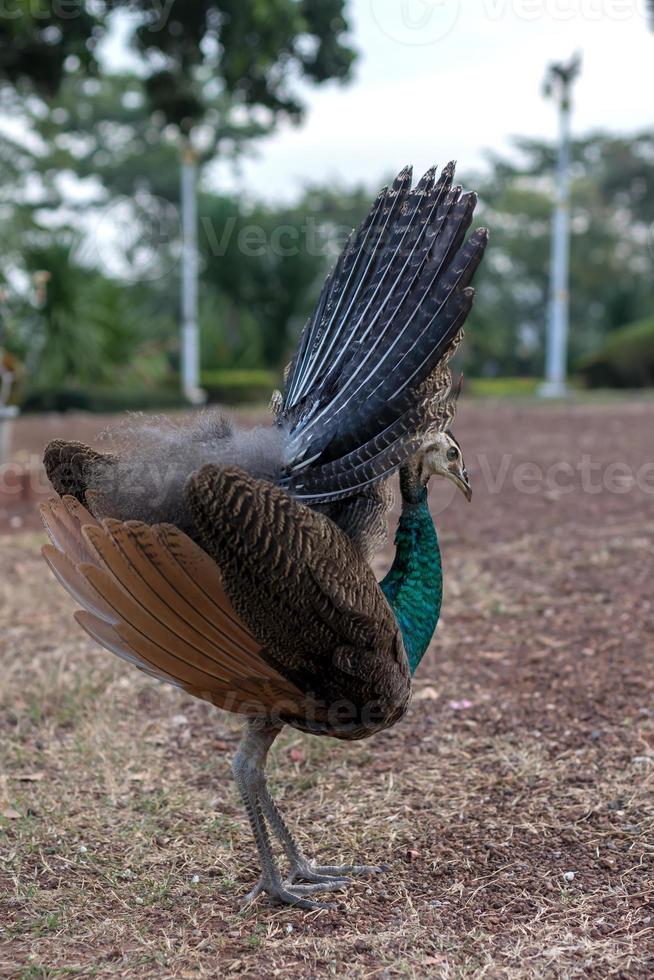 um pavão está se alimentando no chão. foto