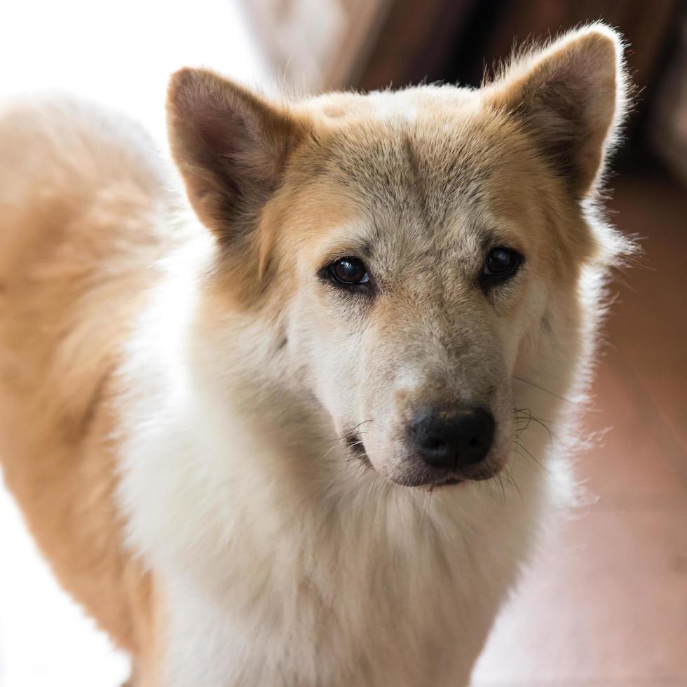 cachorro parece pobre. foto