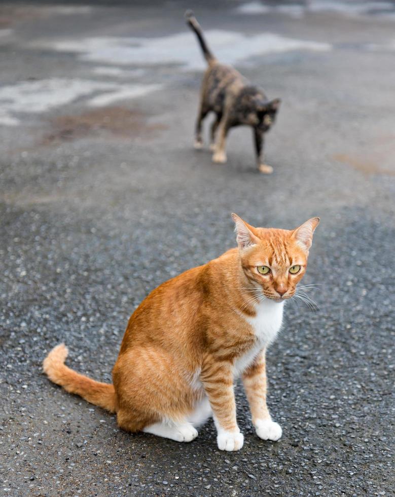 gato amarelo com preto na estrada asfaltada. foto