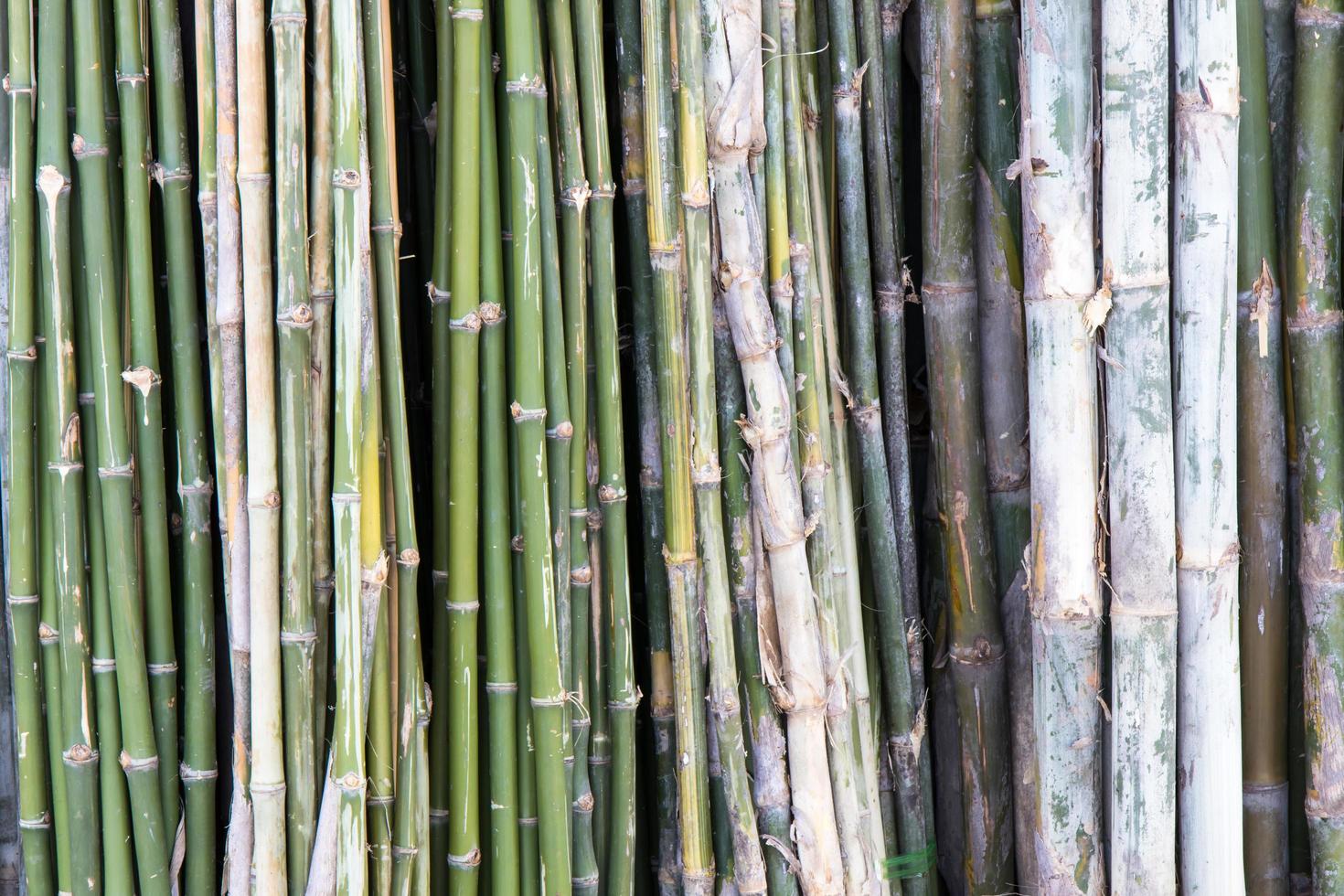 varejo forrado de bambu. foto