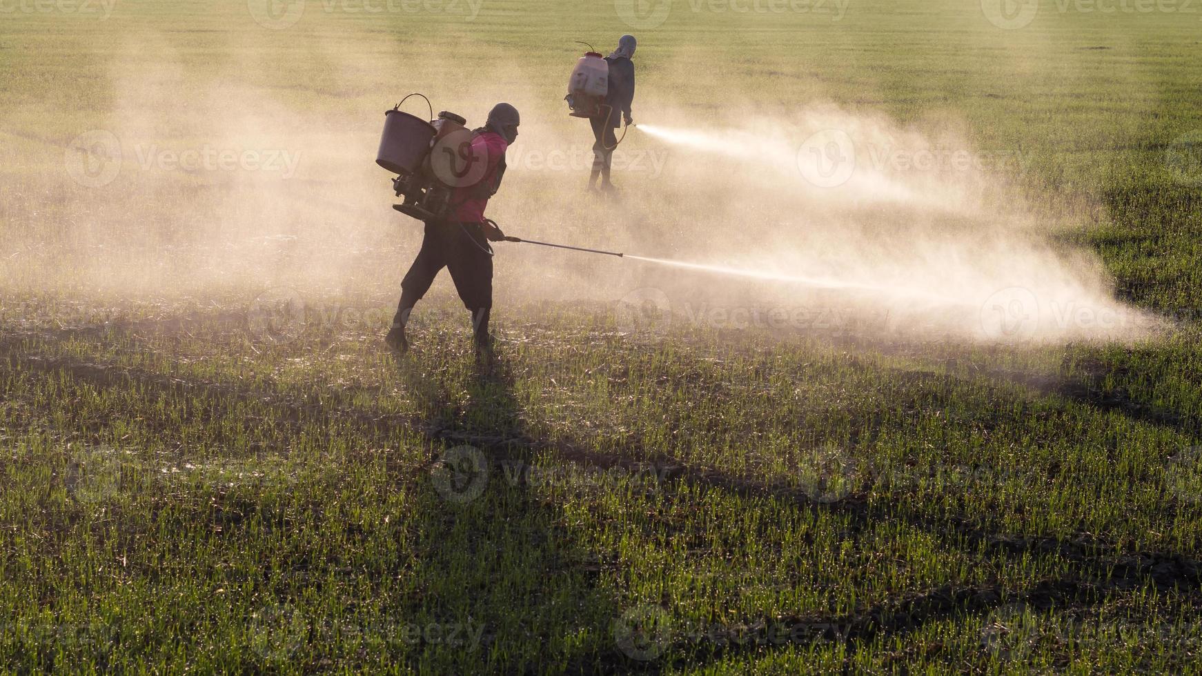 trabalhadores pulverizando herbicidas. foto