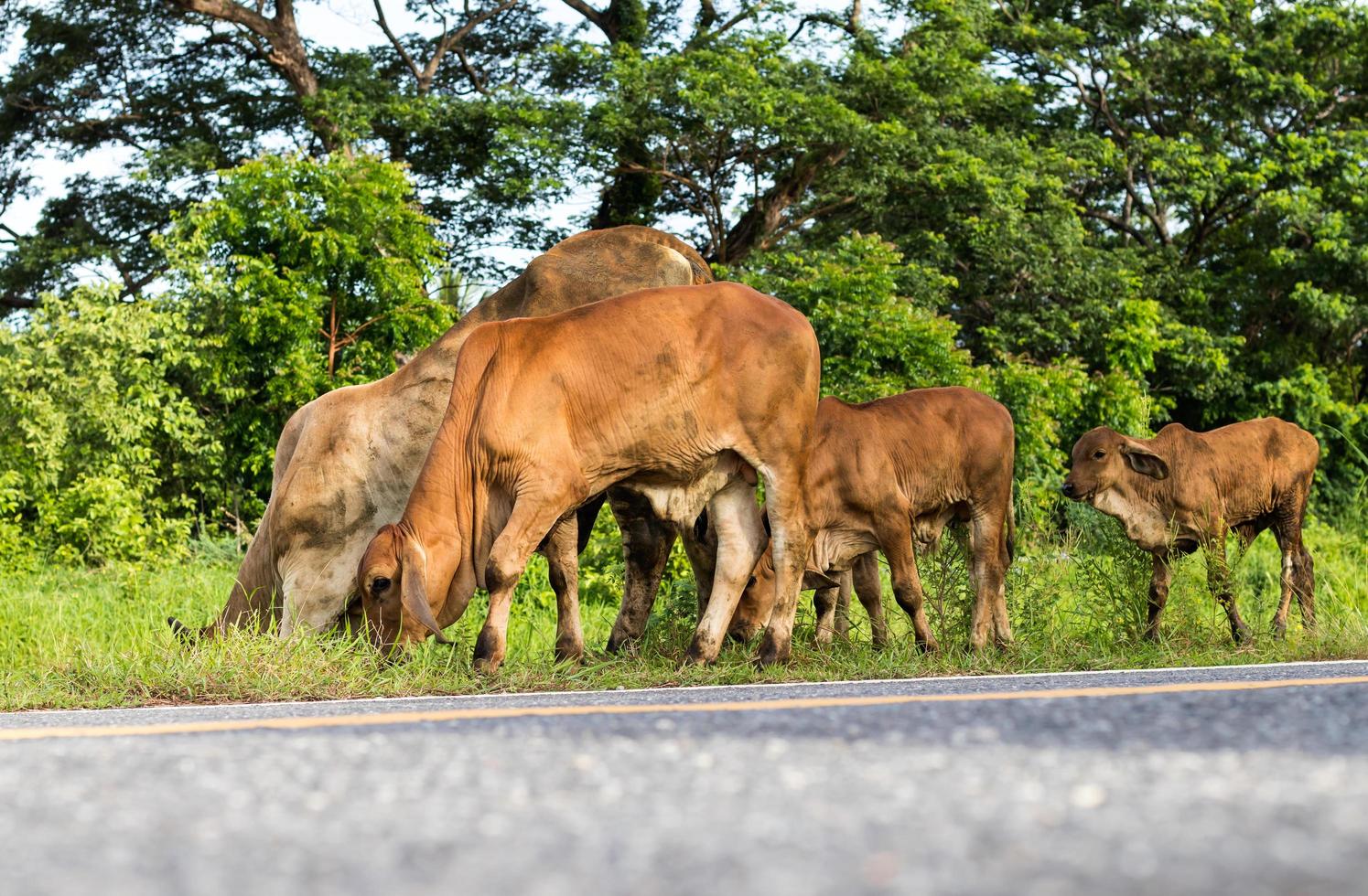 vacas pastando pelo caminho. foto