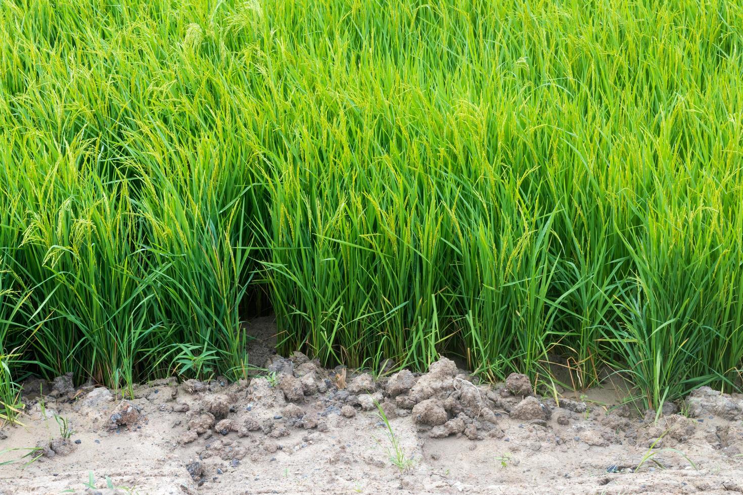 arrozal em solo colhido. foto