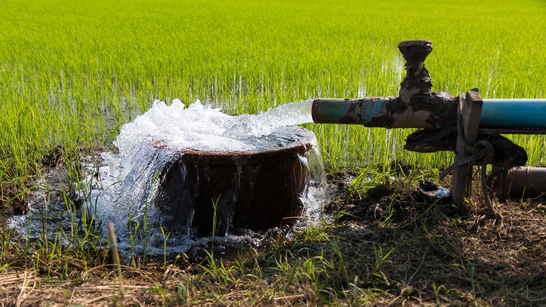 água transbordando de arroz. foto