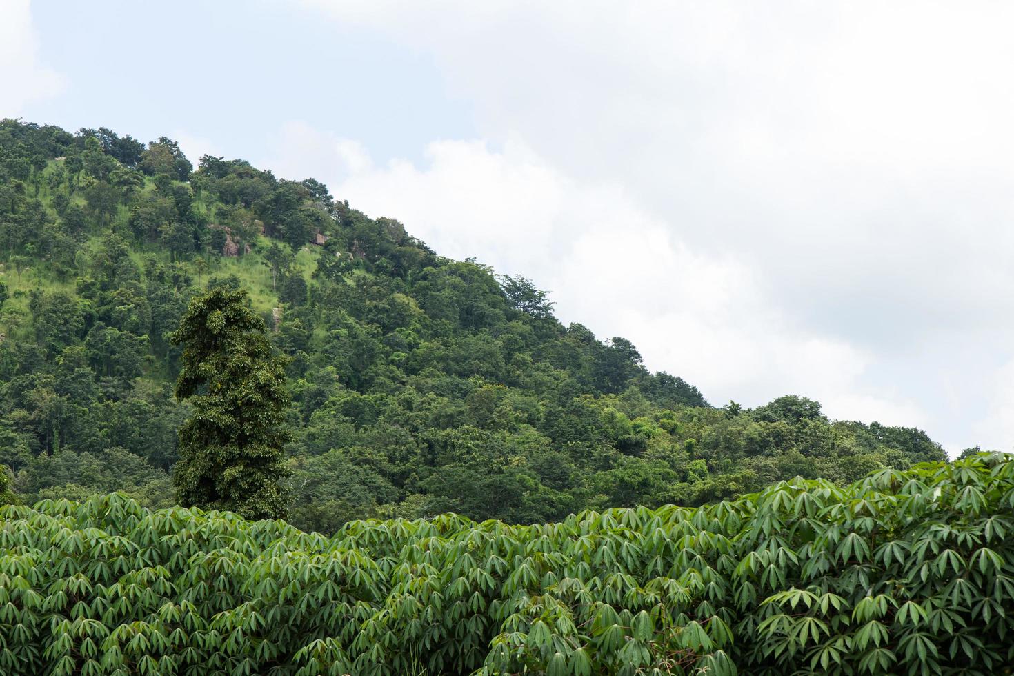 plantação de mandioca perto da montanha. foto
