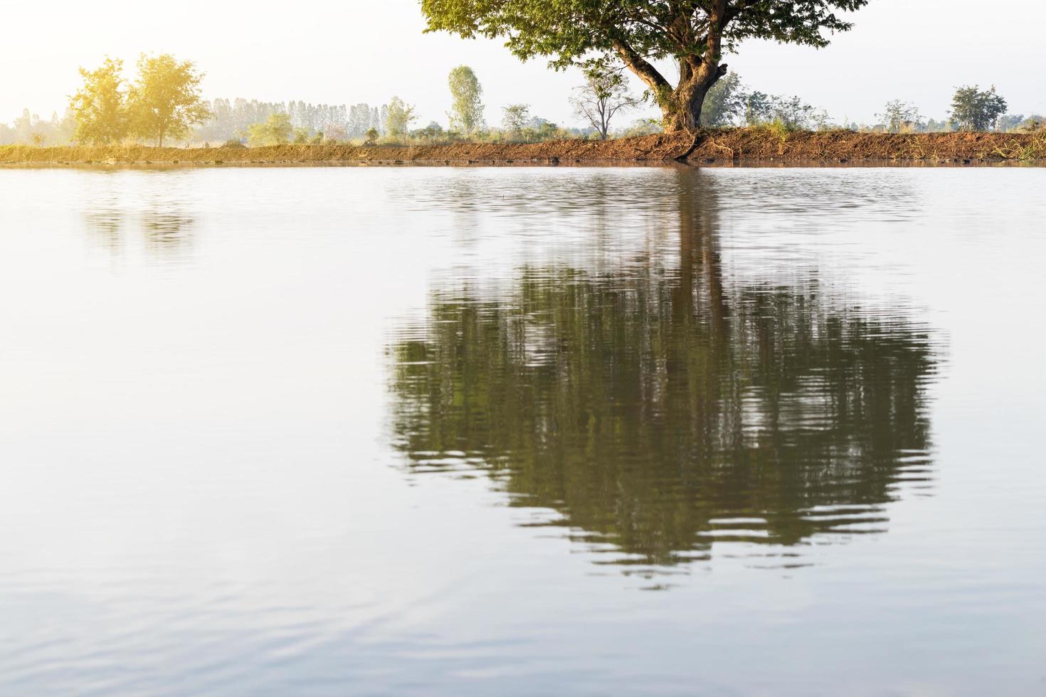 vista de árvore no reflexo da água. foto