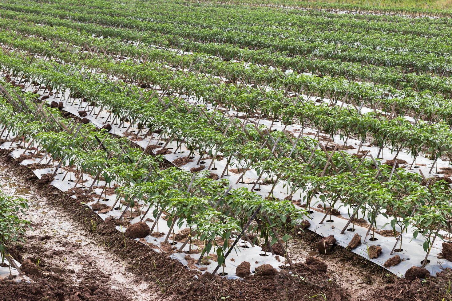 culturas plantadas pimentas. foto