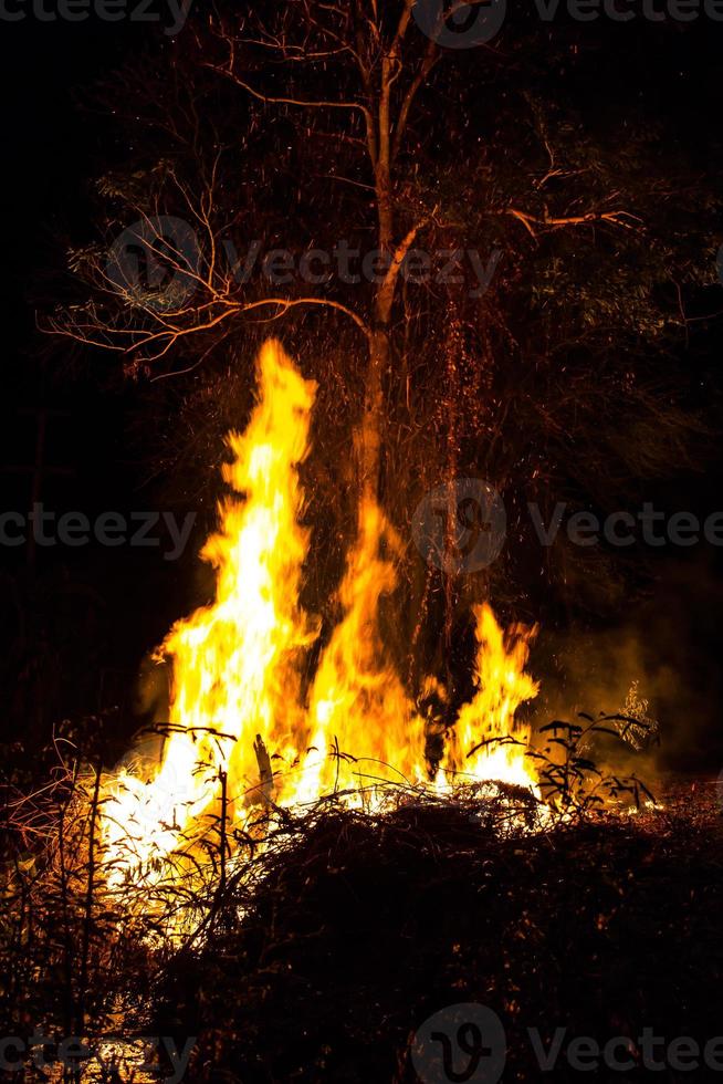 árvore de chamas à noite. foto