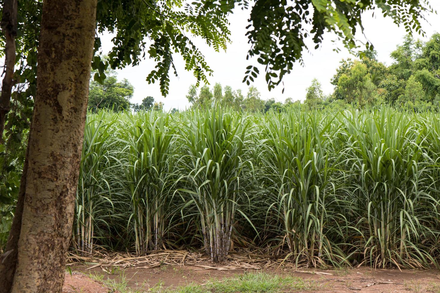 cana-de-açúcar plantando árvores. foto