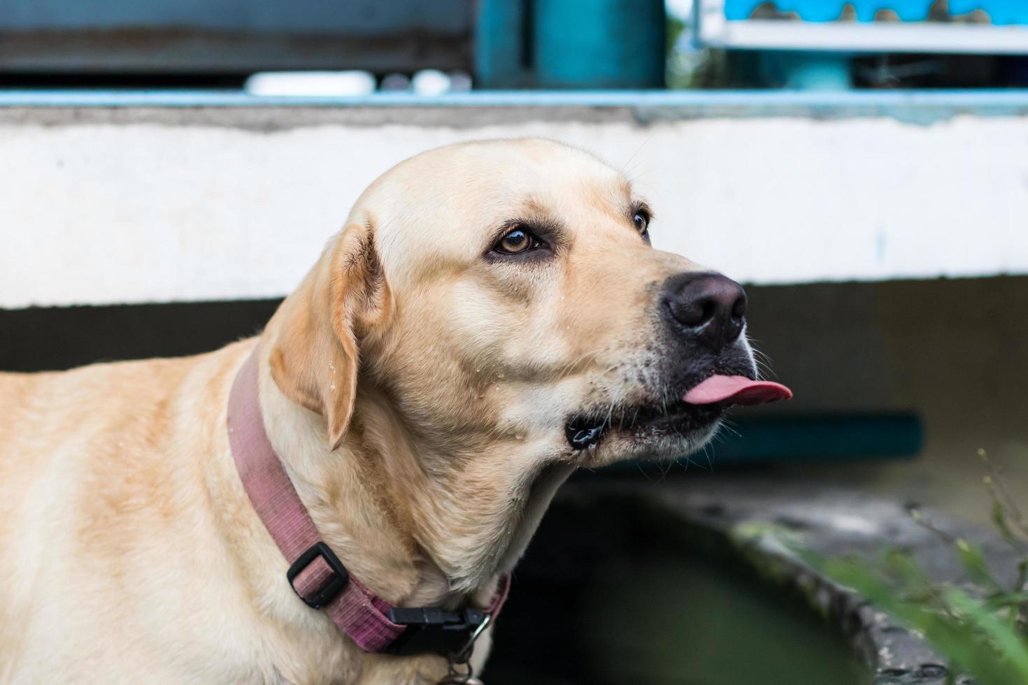 labrador olhou e lambeu. foto