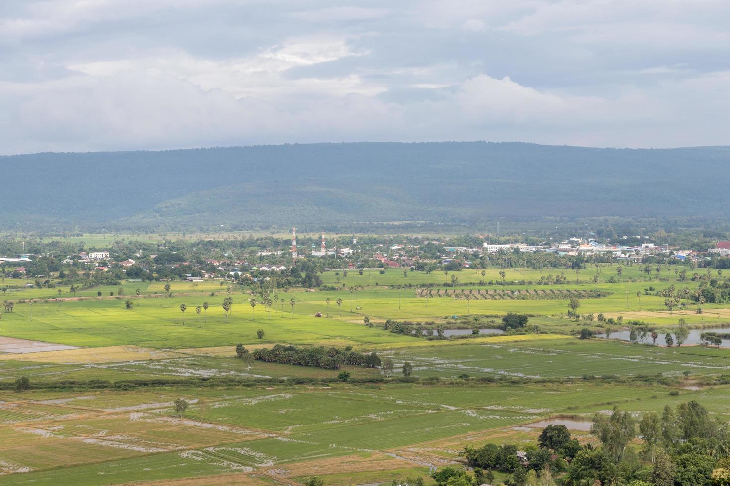 cenário de campo de arroz perto de cordilheira e habitat. foto