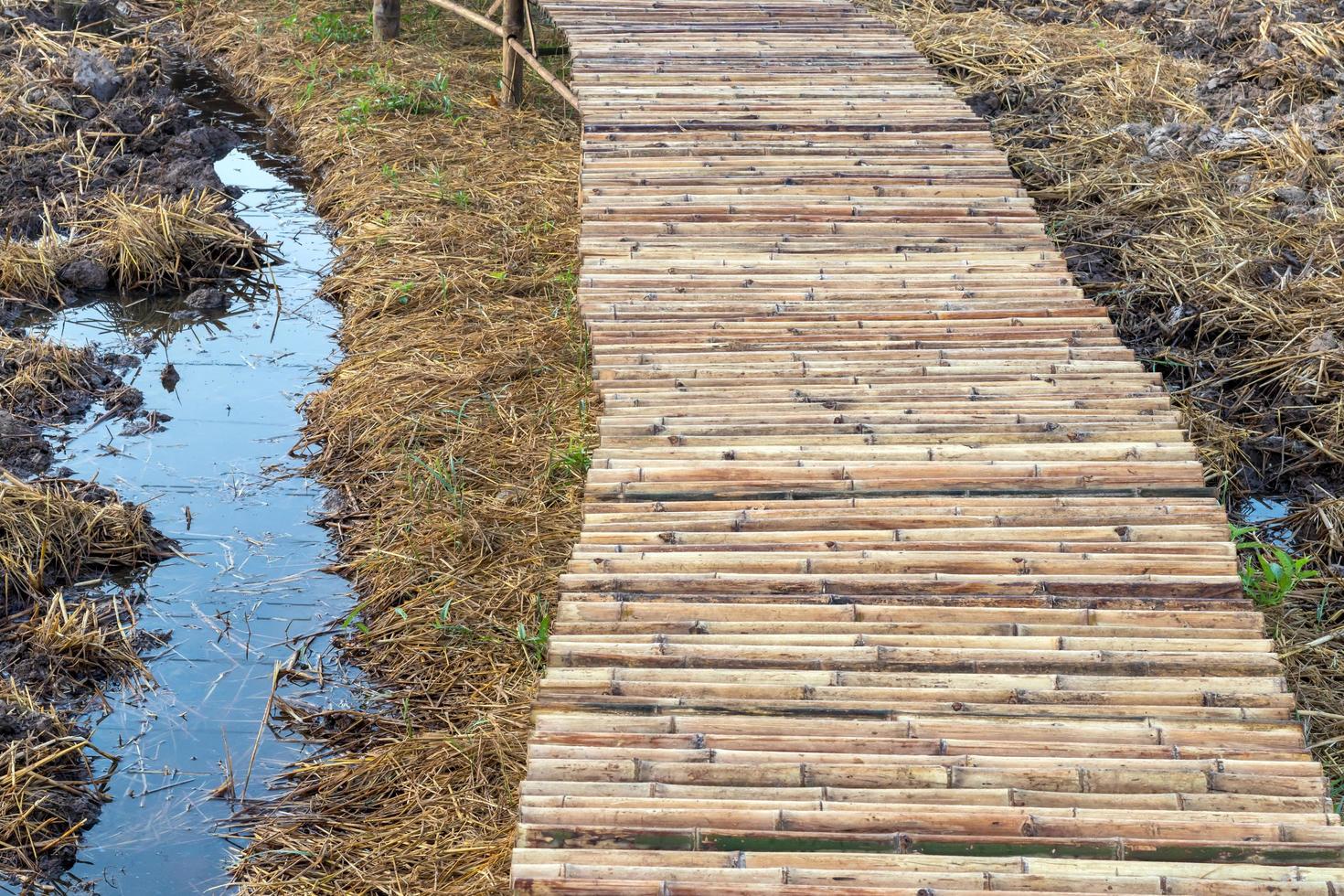 ponte de bambu se estende sobre campos de arroz secos. foto