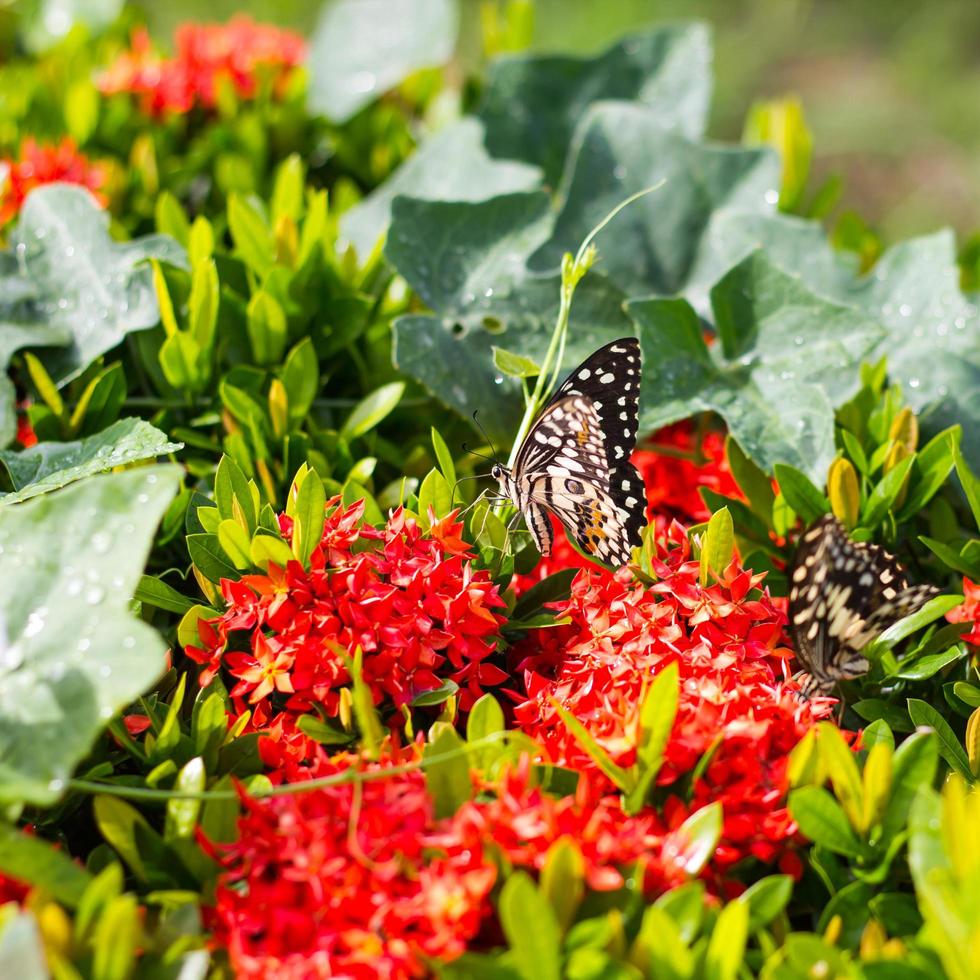 borboleta com gord espiga de flor vermelha. foto