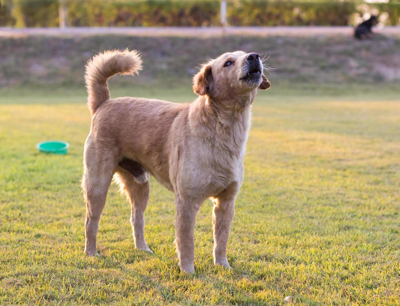 cachorro marrom estava latindo. foto