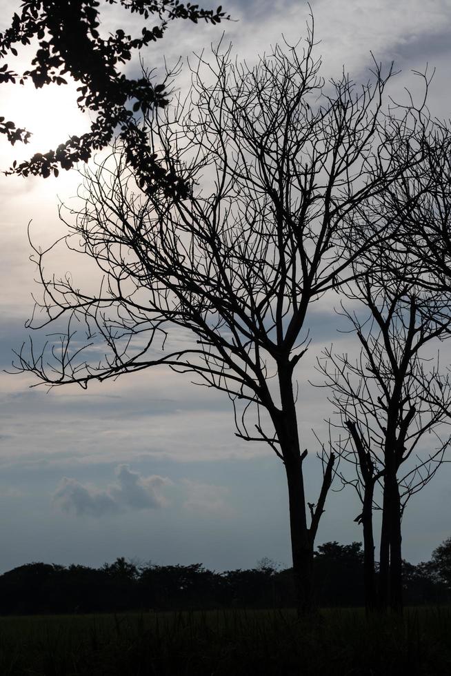 silhueta uma árvore sem folhas. foto