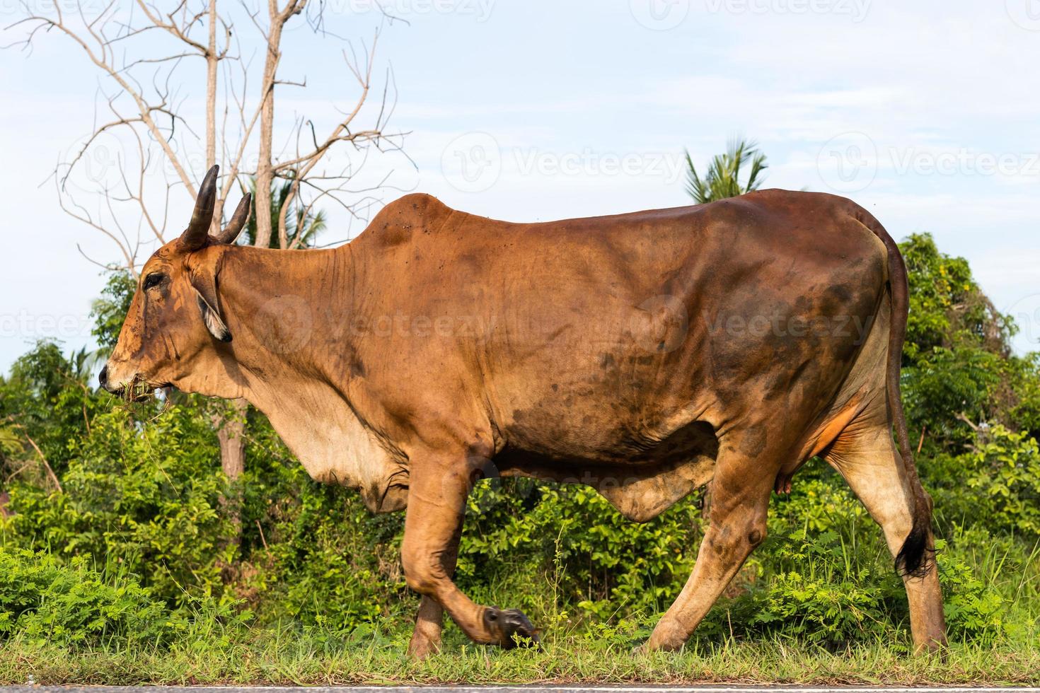 vacas pastando pelo caminho. foto