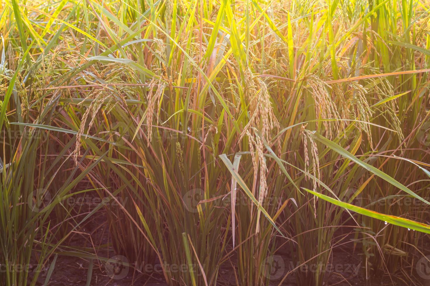 luz amarela de arroz de grão fechado. foto