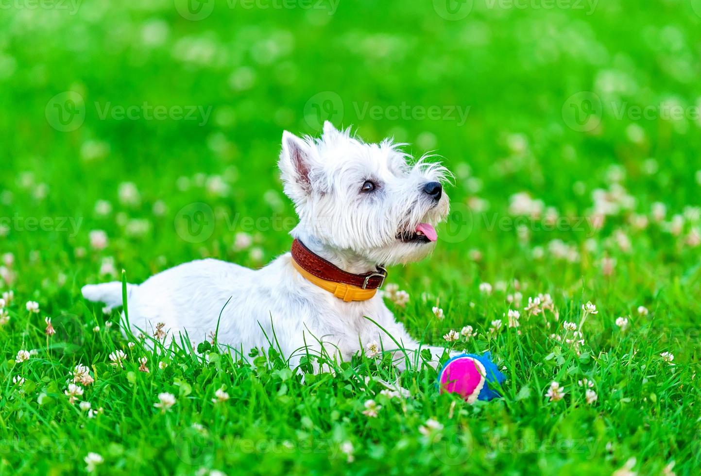 atencioso west highland white terrier com bola cachorro brinquedo foto