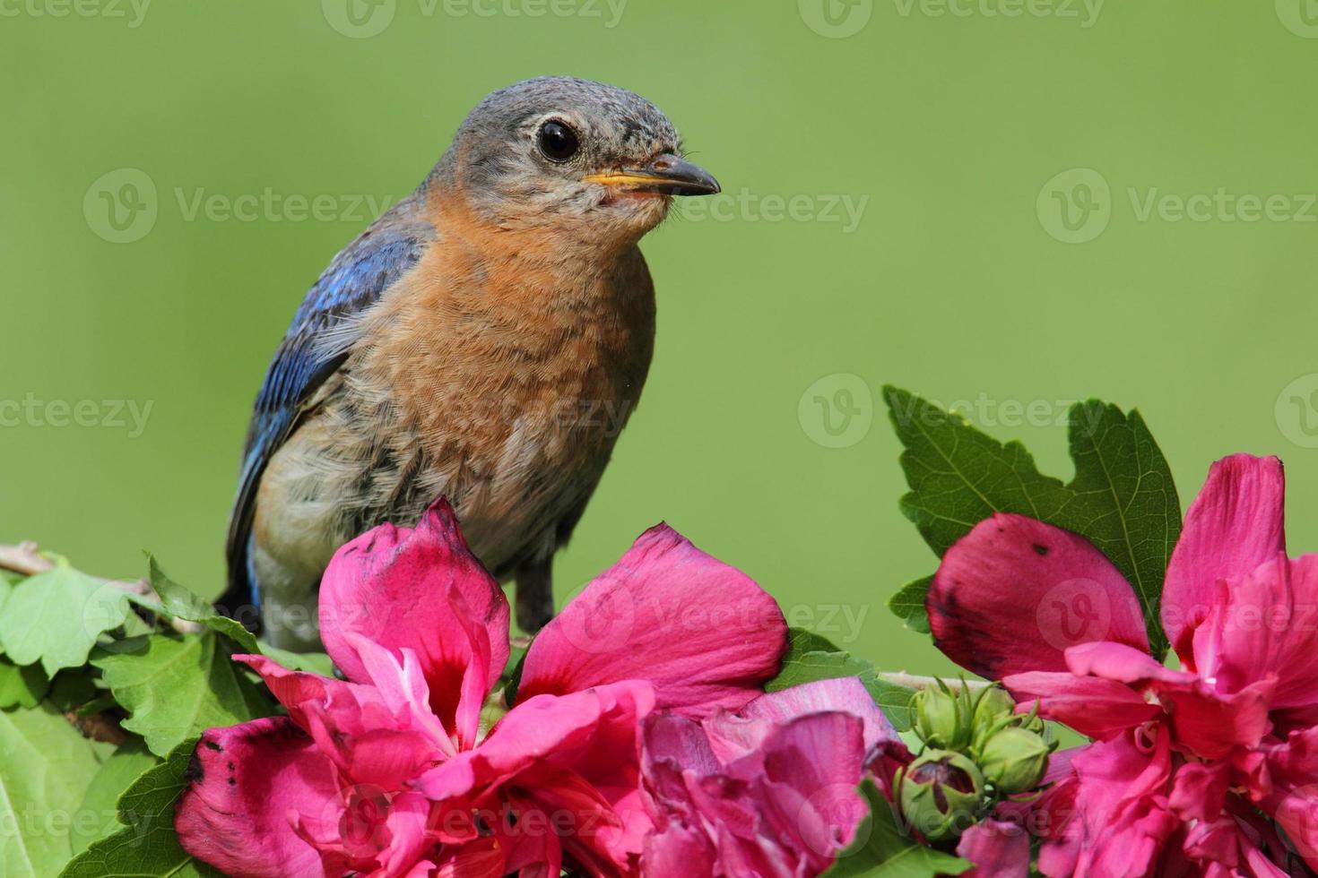 bluebird oriental feminino foto