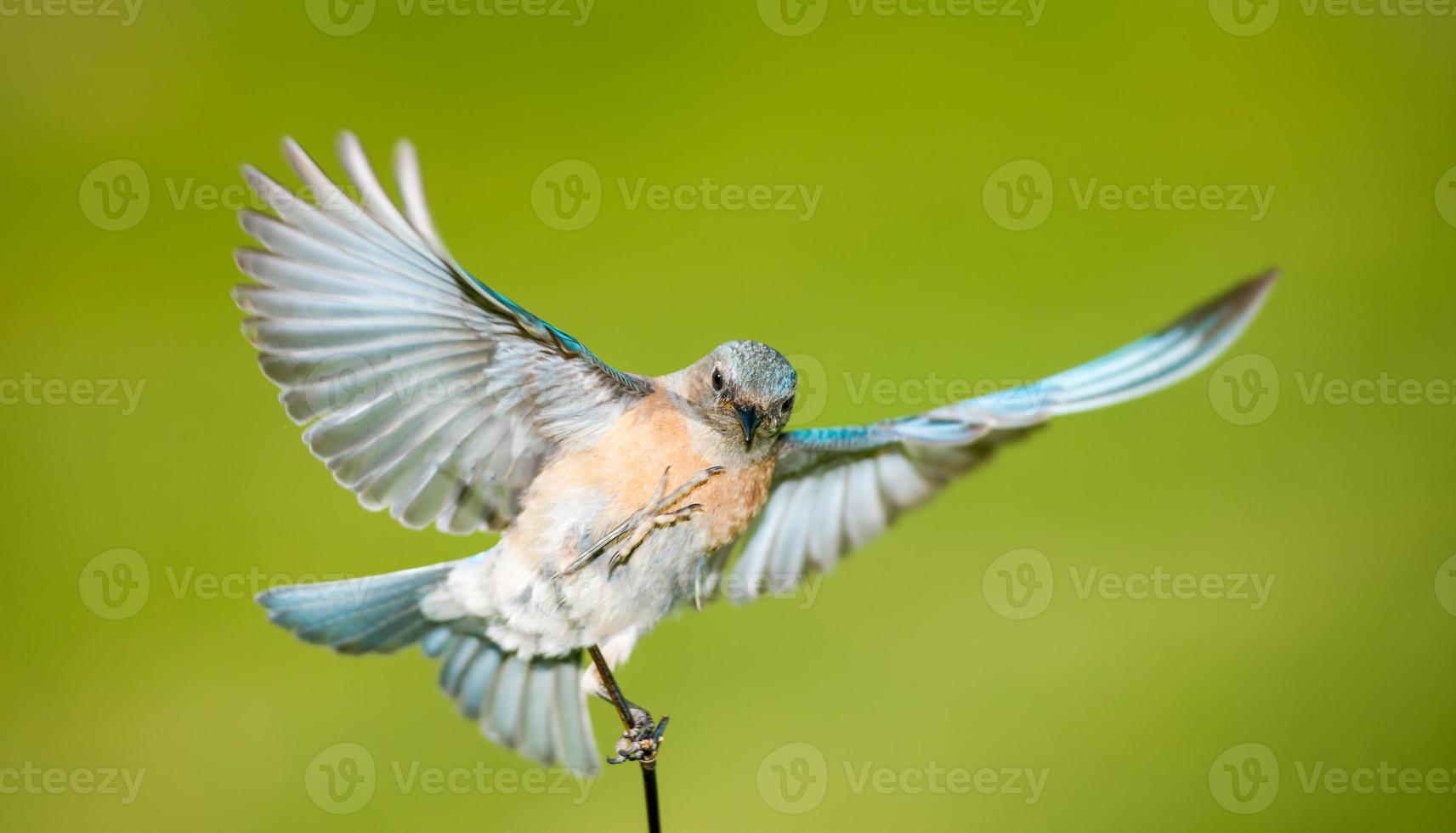bluebird fêmea ocidental foto