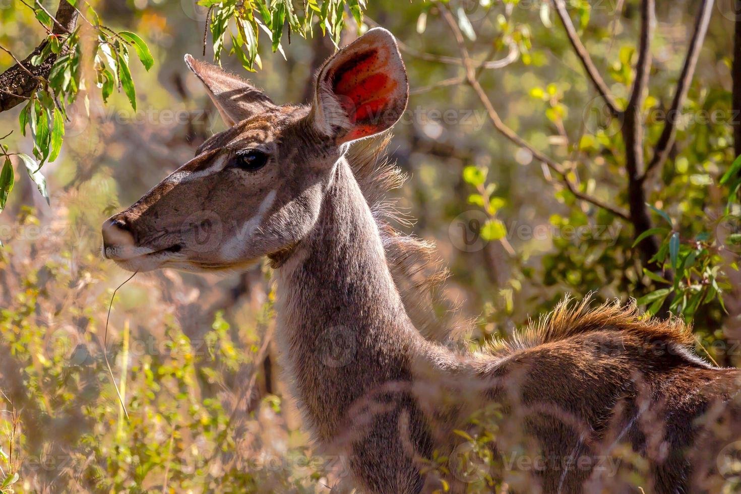 kudu feminino foto