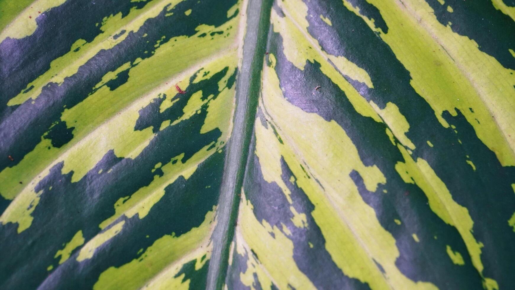 textura de padrão de fundo tropical de conceito de natureza de folha verde em alta resolução foto