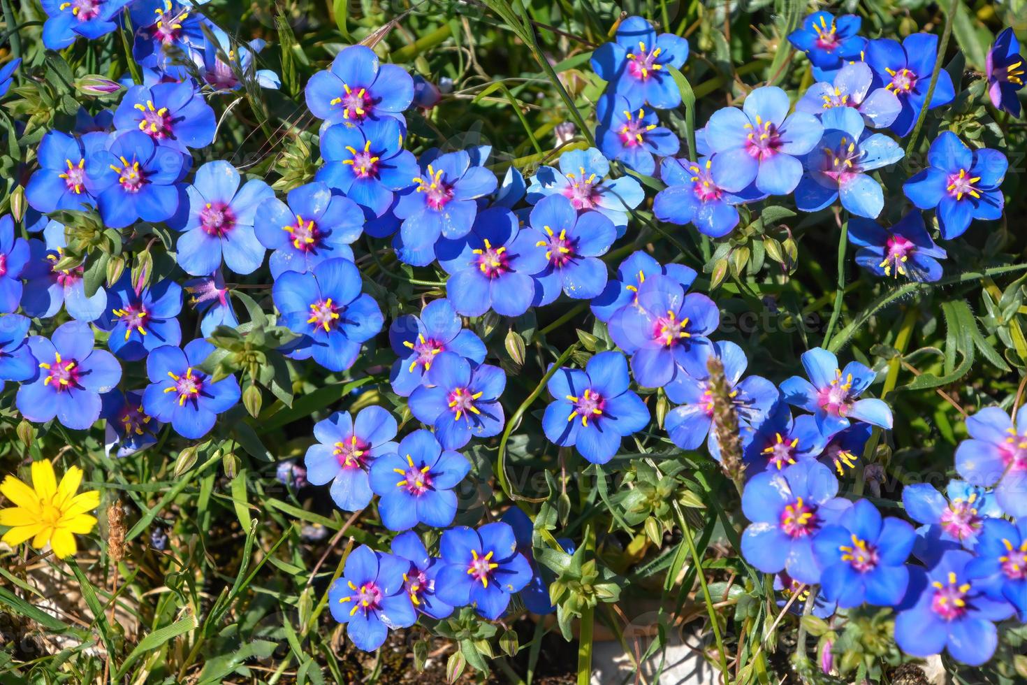 closeup de flores azuis ao sol foto