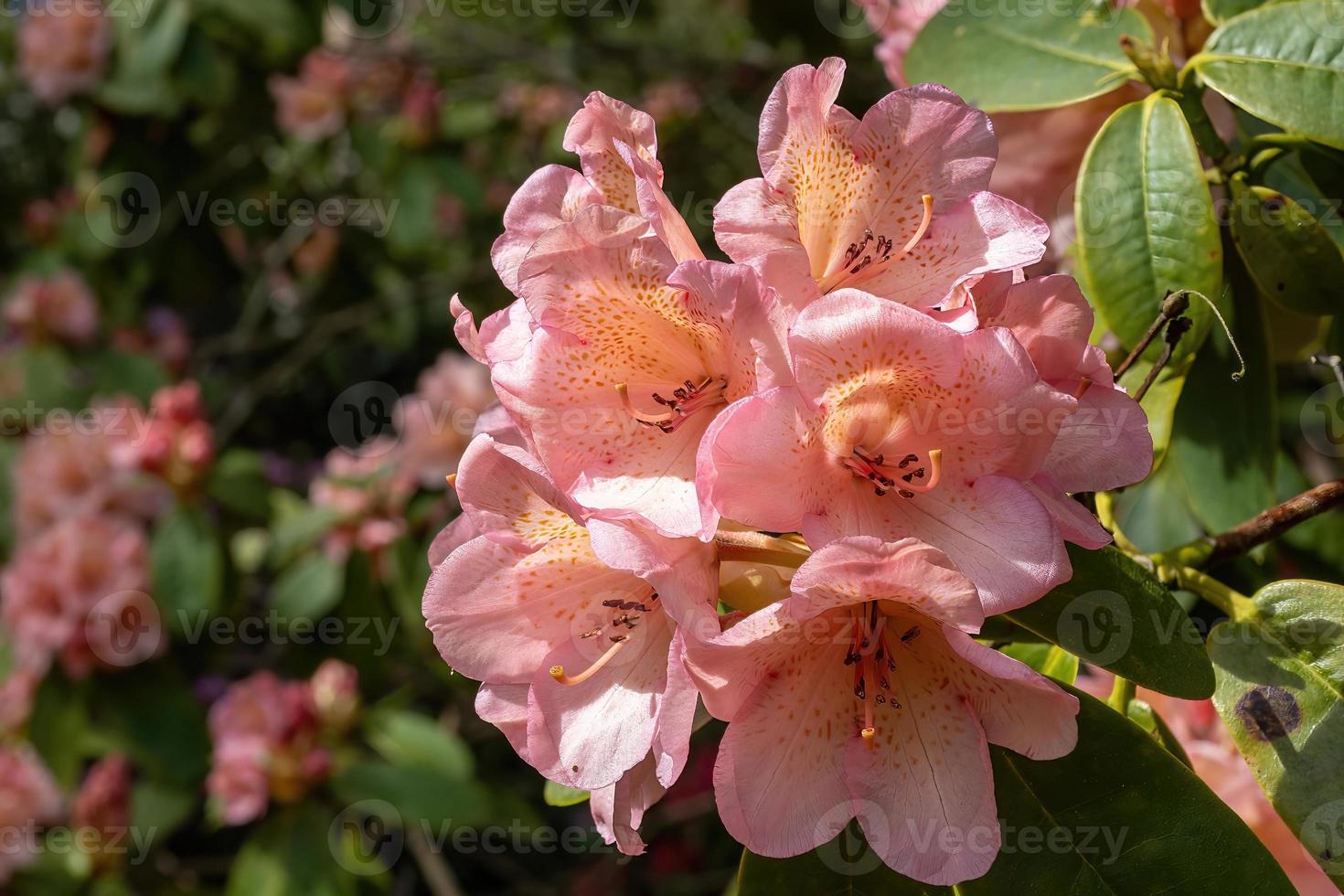 flor de um rododendro em maio foto