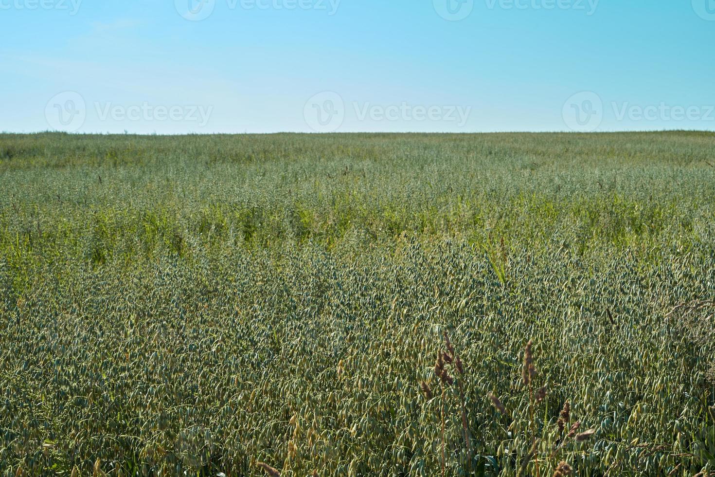 campo com espigas verdes de aveia contra o céu azul em um dia ensolarado, agricultura foto