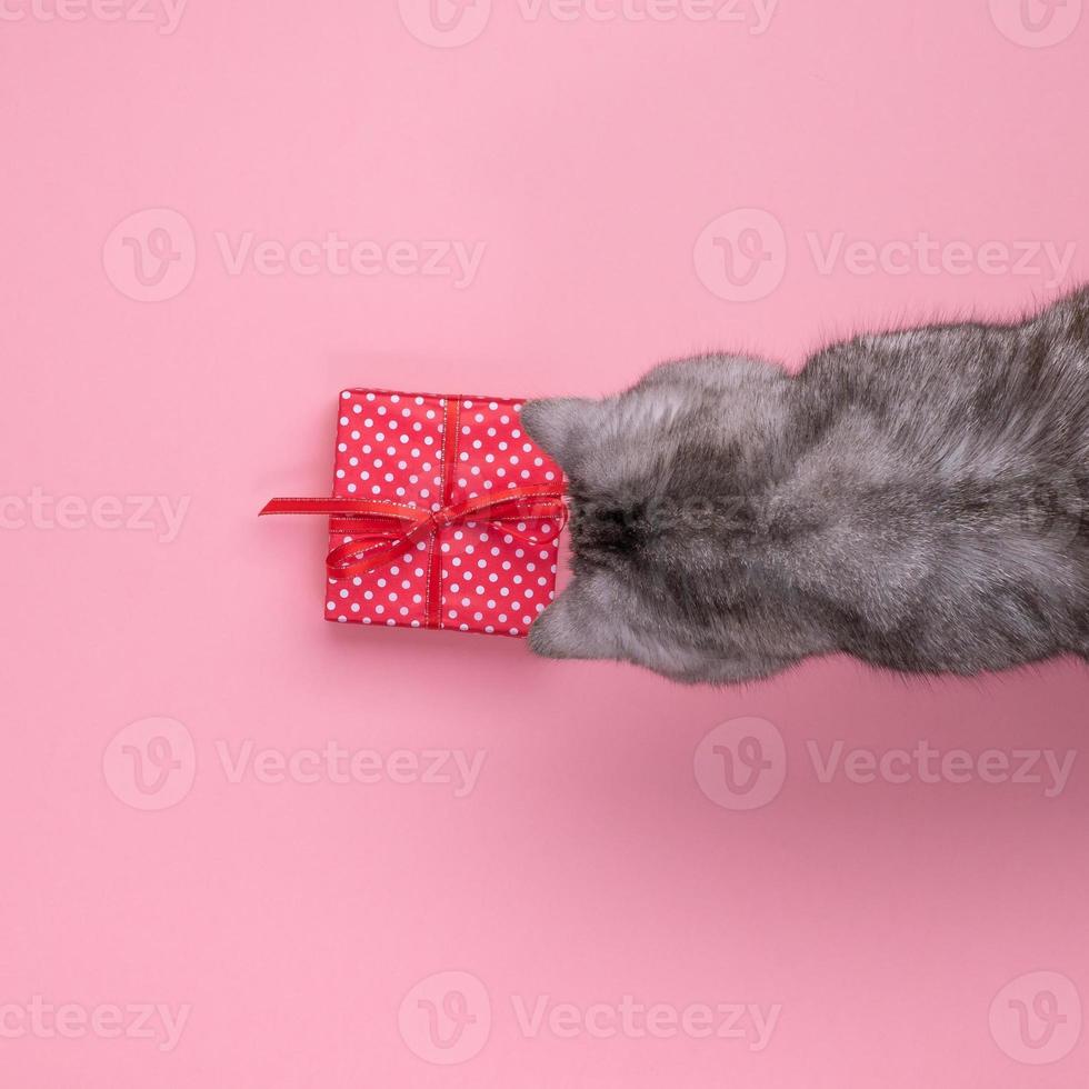 gato sentado ao lado do presente e olhando para ele, fundo rosa, espaço vazio para texto, vista superior foto