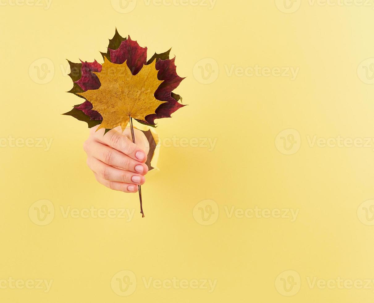 mulher segurando um buquê de folhas de outono no espaço de cópia de fundo amarelo foto