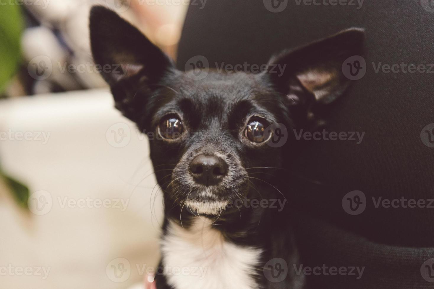 cão curioso feminino doce bonito preto pincher foto